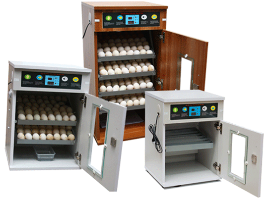 mua máy ấp trứng gà