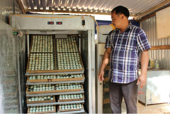 mua máy ấp trứng gà